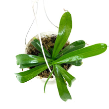 Load image into Gallery viewer, Nepenthes, 7.5in HB, Tropical Pitcher Plant - Floral Acres Greenhouse & Garden Centre