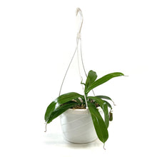 Load image into Gallery viewer, Nepenthes, 7.5in HB, Tropical Pitcher Plant - Floral Acres Greenhouse & Garden Centre