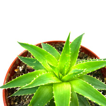Load image into Gallery viewer, Aloe, 4in, Polyphylla Spiral - Floral Acres Greenhouse & Garden Centre