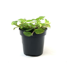 Load image into Gallery viewer, Tradescantia, 4in, Yellow - Floral Acres Greenhouse & Garden Centre