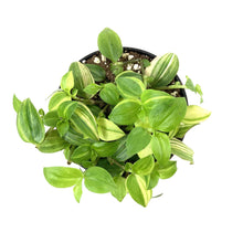 Load image into Gallery viewer, Tradescantia, 4in, Yellow - Floral Acres Greenhouse & Garden Centre
