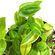 Load image into Gallery viewer, Tradescantia, 4in, Yellow - Floral Acres Greenhouse & Garden Centre