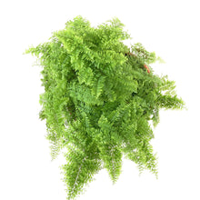 Load image into Gallery viewer, Fern, 7.5in, Boston Marisa - Floral Acres Greenhouse & Garden Centre