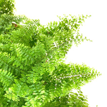 Load image into Gallery viewer, Fern, 7.5in, Boston Marisa - Floral Acres Greenhouse & Garden Centre