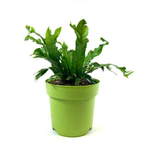 Load image into Gallery viewer, Fern, 7.5in, Bird's Nest - Floral Acres Greenhouse & Garden Centre