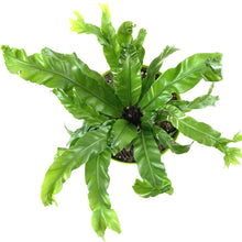 Load image into Gallery viewer, Fern, 7.5in, Bird's Nest - Floral Acres Greenhouse & Garden Centre