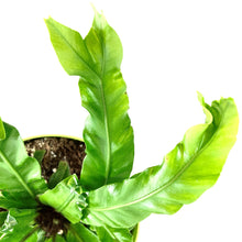 Load image into Gallery viewer, Fern, 7.5in, Bird's Nest - Floral Acres Greenhouse & Garden Centre