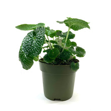 Load image into Gallery viewer, Wasabi, 7.5in, Japonica - Floral Acres Greenhouse & Garden Centre