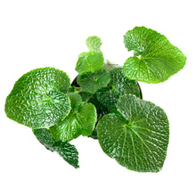 Load image into Gallery viewer, Wasabi, 7.5in, Japonica - Floral Acres Greenhouse & Garden Centre