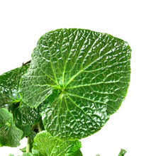 Load image into Gallery viewer, Wasabi, 7.5in, Japonica - Floral Acres Greenhouse & Garden Centre