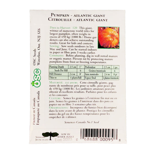 Pumpkin - Atlantic Giant Seeds, OSC