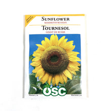 Load image into Gallery viewer, Sunflower - Large Grey Striped Seeds, OSC