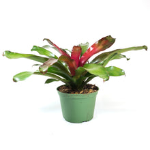 Load image into Gallery viewer, Bromeliad, 6in, Neoregelia Lila - Floral Acres Greenhouse & Garden Centre