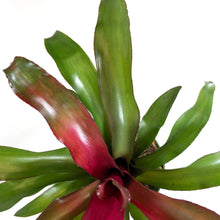 Load image into Gallery viewer, Bromeliad, 6in, Neoregelia Lila - Floral Acres Greenhouse & Garden Centre
