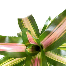 Load image into Gallery viewer, Bromeliad, 6in, Neoregelia Zoe - Floral Acres Greenhouse & Garden Centre