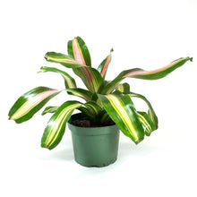 Load image into Gallery viewer, Bromeliad, 6in, Neoregelia Zoe - Floral Acres Greenhouse & Garden Centre