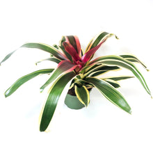 Load image into Gallery viewer, Bromeliad, 6in, Neoregelia Raphael - Floral Acres Greenhouse & Garden Centre