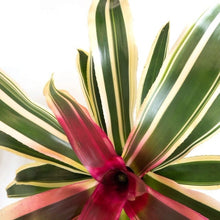 Load image into Gallery viewer, Bromeliad, 6in, Neoregelia Raphael - Floral Acres Greenhouse & Garden Centre