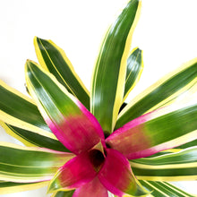 Load image into Gallery viewer, Bromeliad, 6in, Neoregelia Carolina - Floral Acres Greenhouse & Garden Centre