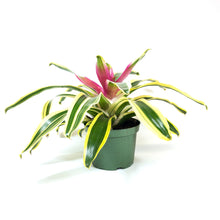 Load image into Gallery viewer, Bromeliad, 6in, Neoregelia Carolina - Floral Acres Greenhouse & Garden Centre
