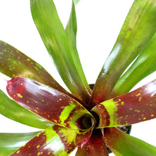 Load image into Gallery viewer, Bromeliad, 6in, Neoregelia Gazpacho - Floral Acres Greenhouse & Garden Centre