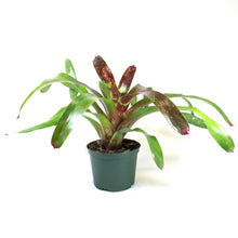 Load image into Gallery viewer, Bromeliad, 6in, Neoregelia Gazpacho - Floral Acres Greenhouse & Garden Centre