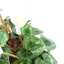 Load image into Gallery viewer, Cyclamen, 7.5in, Halios Asst - Floral Acres Greenhouse & Garden Centre