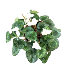 Load image into Gallery viewer, Cyclamen, 7.5in, Halios Asst - Floral Acres Greenhouse & Garden Centre