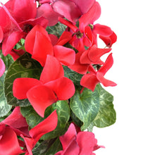Load image into Gallery viewer, Cyclamen, 7.5in, Halios Asst - Floral Acres Greenhouse & Garden Centre