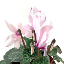 Load image into Gallery viewer, Cyclamen, 7.5in, Halios Asst - Floral Acres Greenhouse & Garden Centre