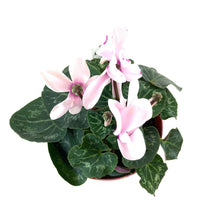 Load image into Gallery viewer, Cyclamen, 7.5in, Halios Asst - Floral Acres Greenhouse & Garden Centre