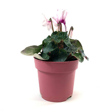 Load image into Gallery viewer, Cyclamen, 7.5in, Halios Asst - Floral Acres Greenhouse & Garden Centre