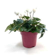 Load image into Gallery viewer, Cyclamen, 7.5in, Halios Asst - Floral Acres Greenhouse & Garden Centre