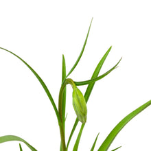 Load image into Gallery viewer, Checkered Lily, 4in, Planted Bulb - Floral Acres Greenhouse & Garden Centre