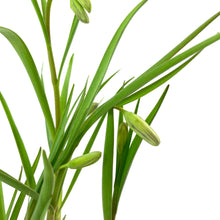 Load image into Gallery viewer, Checkered Lily, 4in, Planted Bulb - Floral Acres Greenhouse & Garden Centre