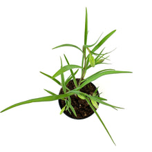 Load image into Gallery viewer, Checkered Lily, 4in, Planted Bulb - Floral Acres Greenhouse & Garden Centre
