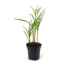 Load image into Gallery viewer, Checkered Lily, 4in, Planted Bulb - Floral Acres Greenhouse & Garden Centre