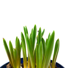 Load image into Gallery viewer, Hyacinth, 4in, Planted Bulb - Floral Acres Greenhouse & Garden Centre