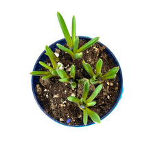 Load image into Gallery viewer, Hyacinth, 4in, Planted Bulb - Floral Acres Greenhouse & Garden Centre