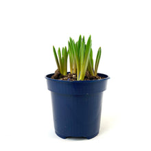 Load image into Gallery viewer, Hyacinth, 4in, Planted Bulb - Floral Acres Greenhouse & Garden Centre