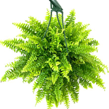 Load image into Gallery viewer, Fern, 7.5in Hanging Basket, Boston - Floral Acres Greenhouse & Garden Centre