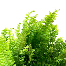 Load image into Gallery viewer, Fern, 7.5in Hanging Basket, Boston - Floral Acres Greenhouse & Garden Centre