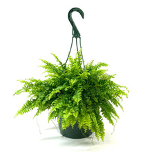 Load image into Gallery viewer, Fern, 7.5in Hanging Basket, Boston - Floral Acres Greenhouse & Garden Centre