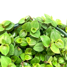 Load image into Gallery viewer, Callisia, 7.5in Hanging Basket, Turtle Vine - Floral Acres Greenhouse & Garden Centre