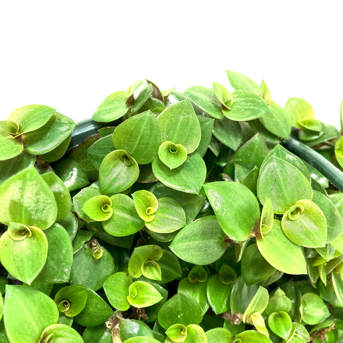 hanging basket turtle vine plant Callisia, 7.5in Hanging Basket, Turtle Vine – Floral Acres Greenhouse & Garden Centre
