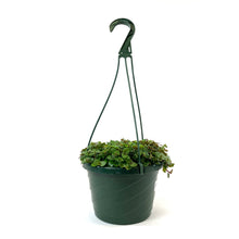 Load image into Gallery viewer, Callisia, 7.5in Hanging Basket, Turtle Vine - Floral Acres Greenhouse & Garden Centre