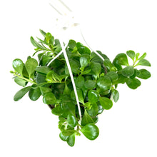 Load image into Gallery viewer, Trailing Jade, 7.5in Hanging Basket, Kleinia Petra - Floral Acres Greenhouse & Garden Centre