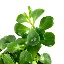 Load image into Gallery viewer, Trailing Jade, 7.5in Hanging Basket, Kleinia Petra - Floral Acres Greenhouse & Garden Centre