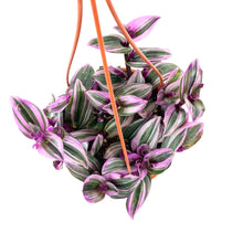 Load image into Gallery viewer, Tradescantia, 7.5in Hanging Basket, Nanouk - Floral Acres Greenhouse & Garden Centre