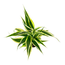 Load image into Gallery viewer, Lucky Bamboo, 2in, Braided - Floral Acres Greenhouse & Garden Centre
